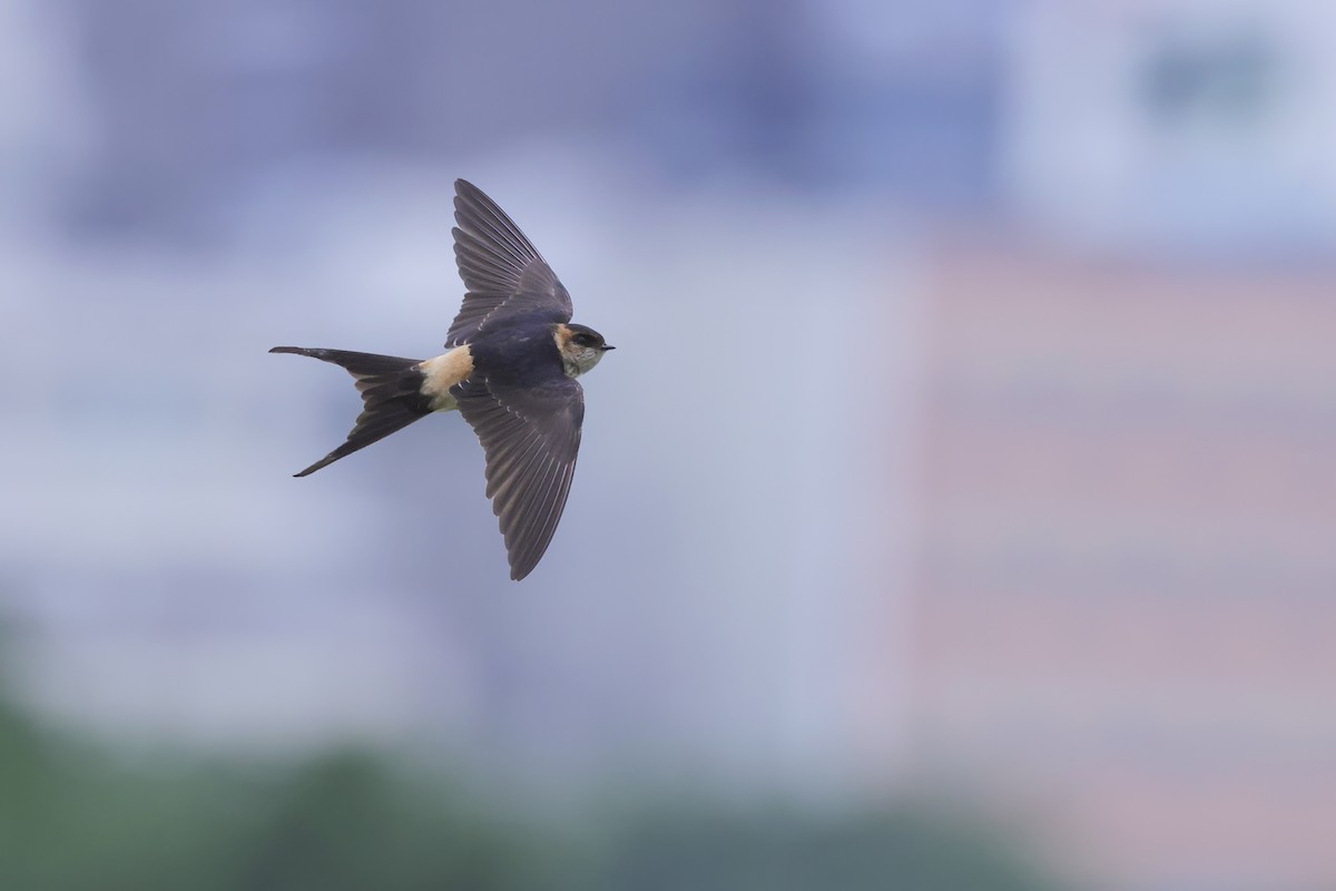 Восточная рыжепоясничная ласточка - ML645495059