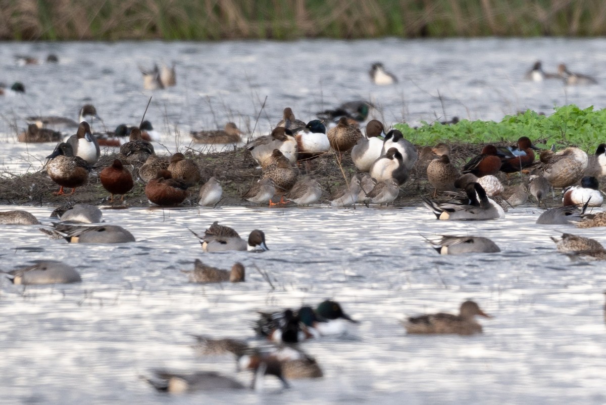 Американский бекасовидный веретенник - ML645495061