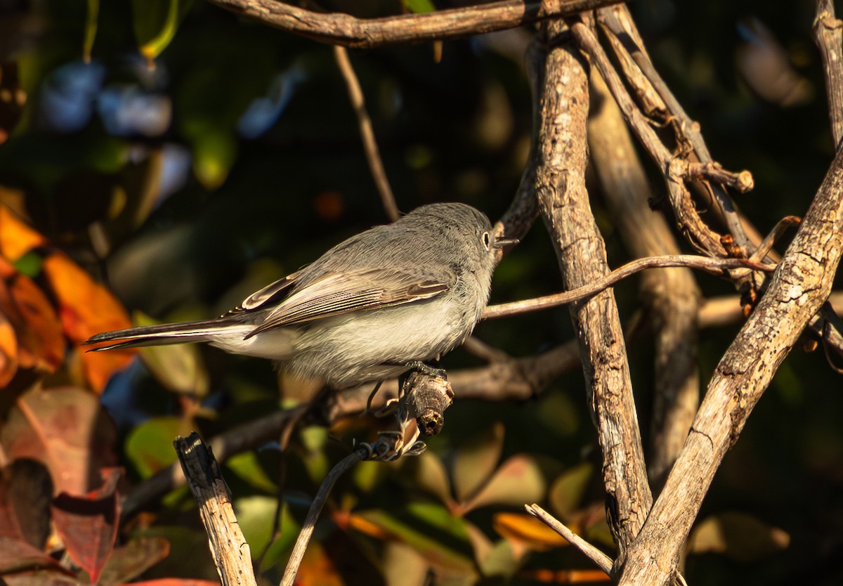 Голубая комароловка - ML645495062