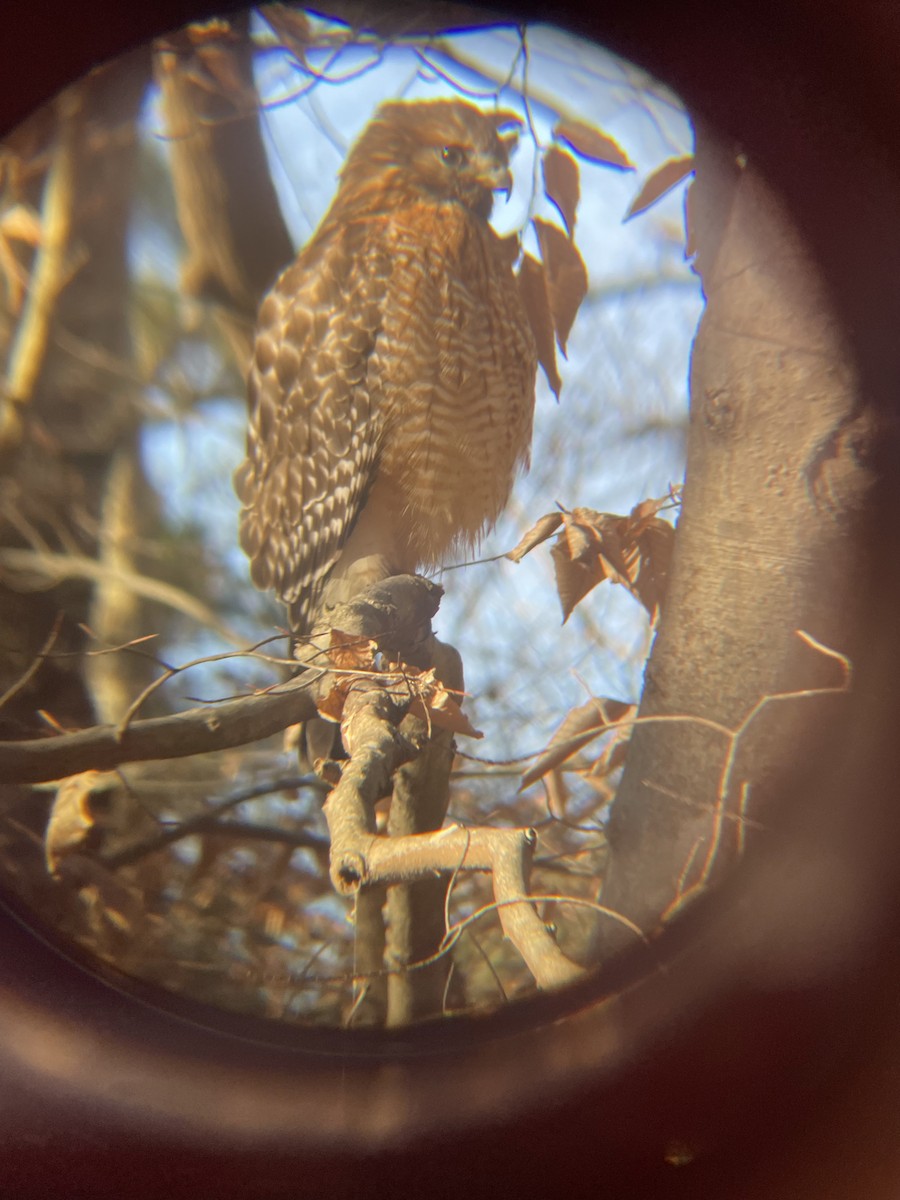 Красноплечий канюк - ML645495063