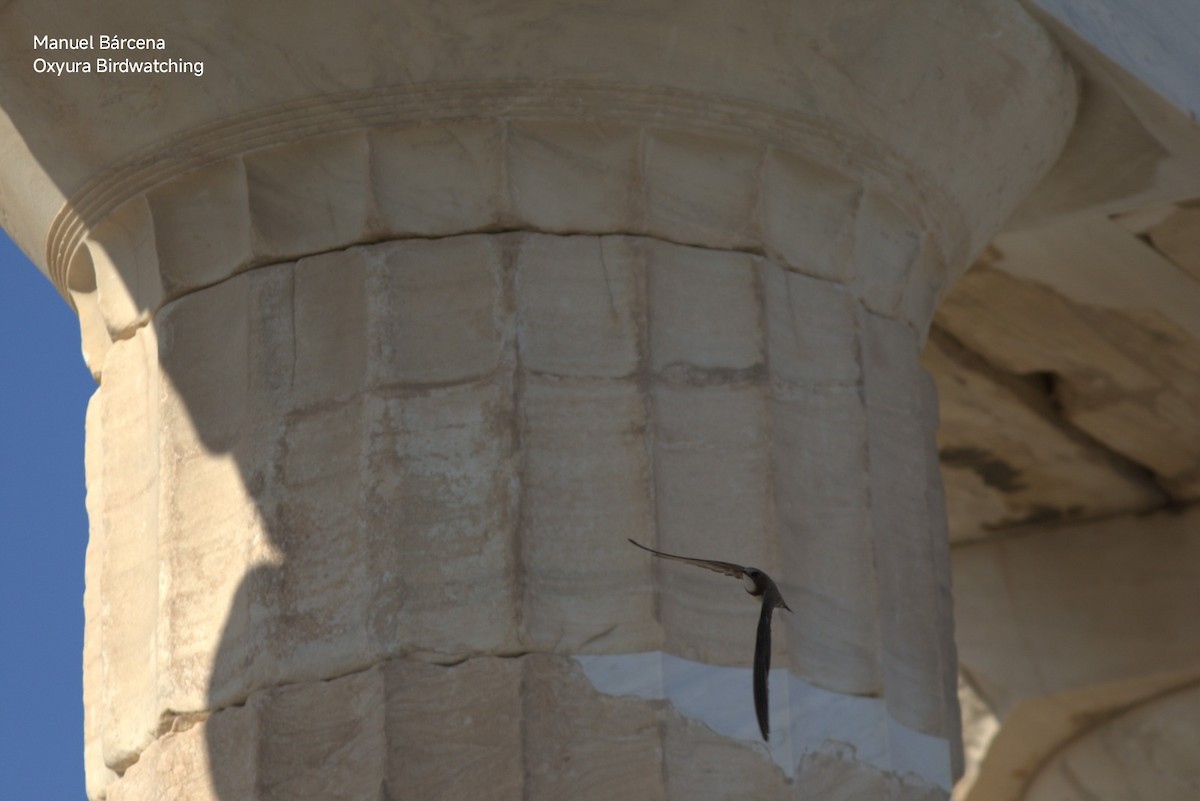 Белобрюхий стриж - ML645495064