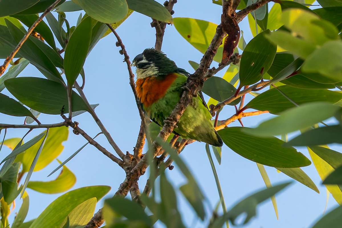 Dusky-cheeked Fig-Parrot - ML645495065
