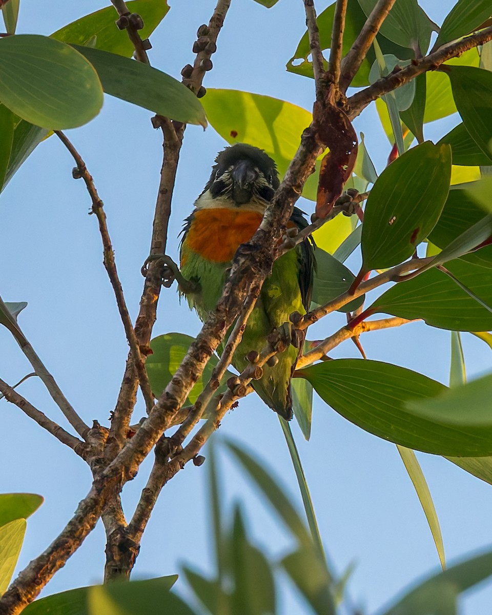 Dusky-cheeked Fig-Parrot - ML645495066