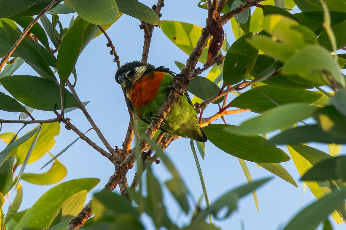 Dusky-cheeked Fig-Parrot - ML645495067