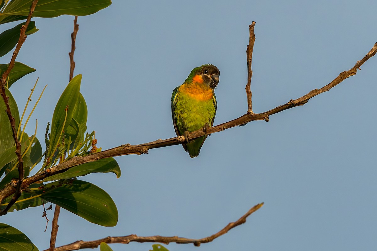 Dusky-cheeked Fig-Parrot - ML645495068