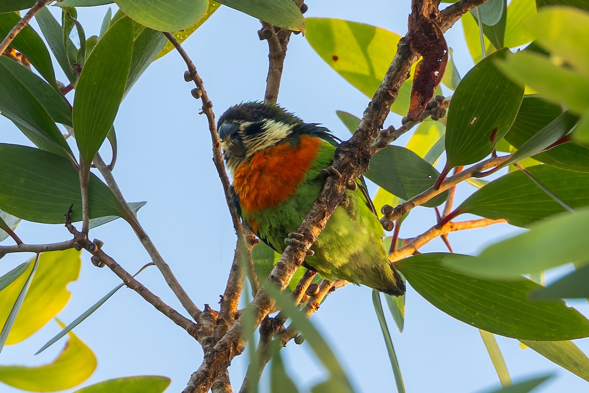 Dusky-cheeked Fig-Parrot - ML645495069