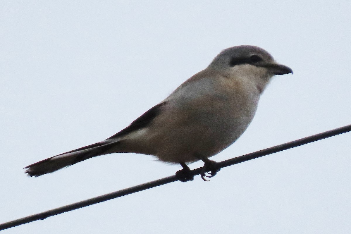 オオモズ - ML645495070