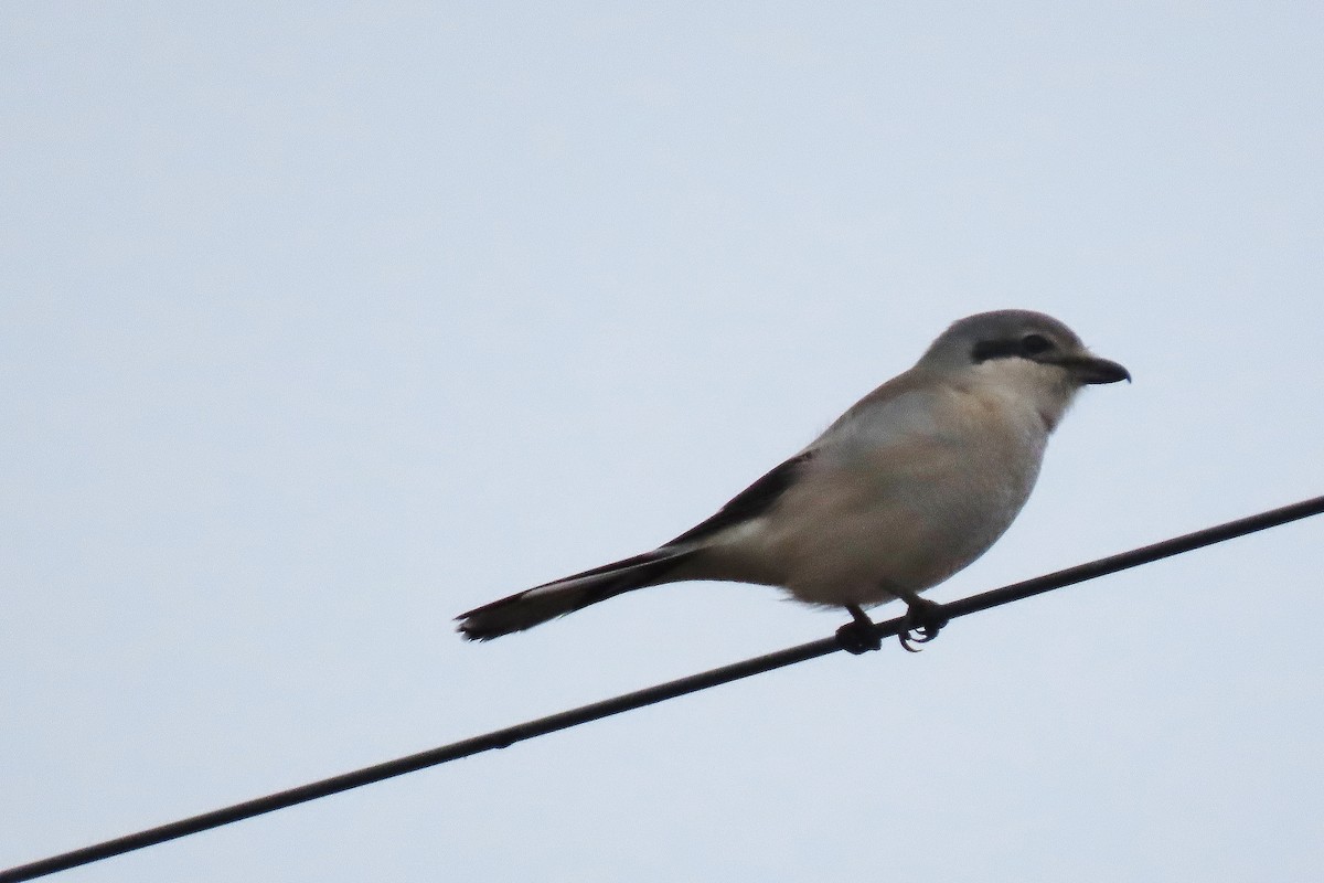 オオモズ - ML645495071