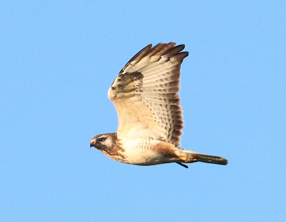 Канюк - ML645495074