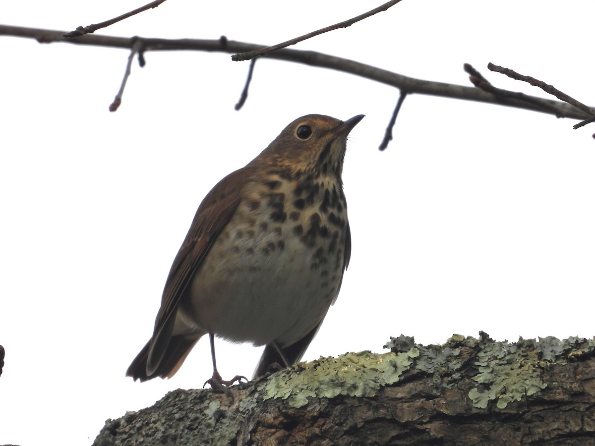 Дрозд-отшельник - ML645495075