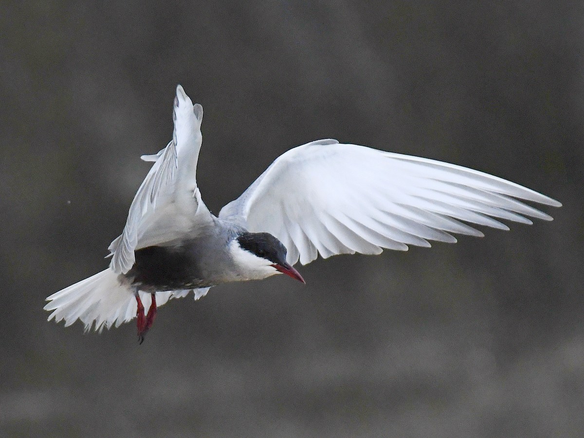 Белощёкая крачка - ML645495077