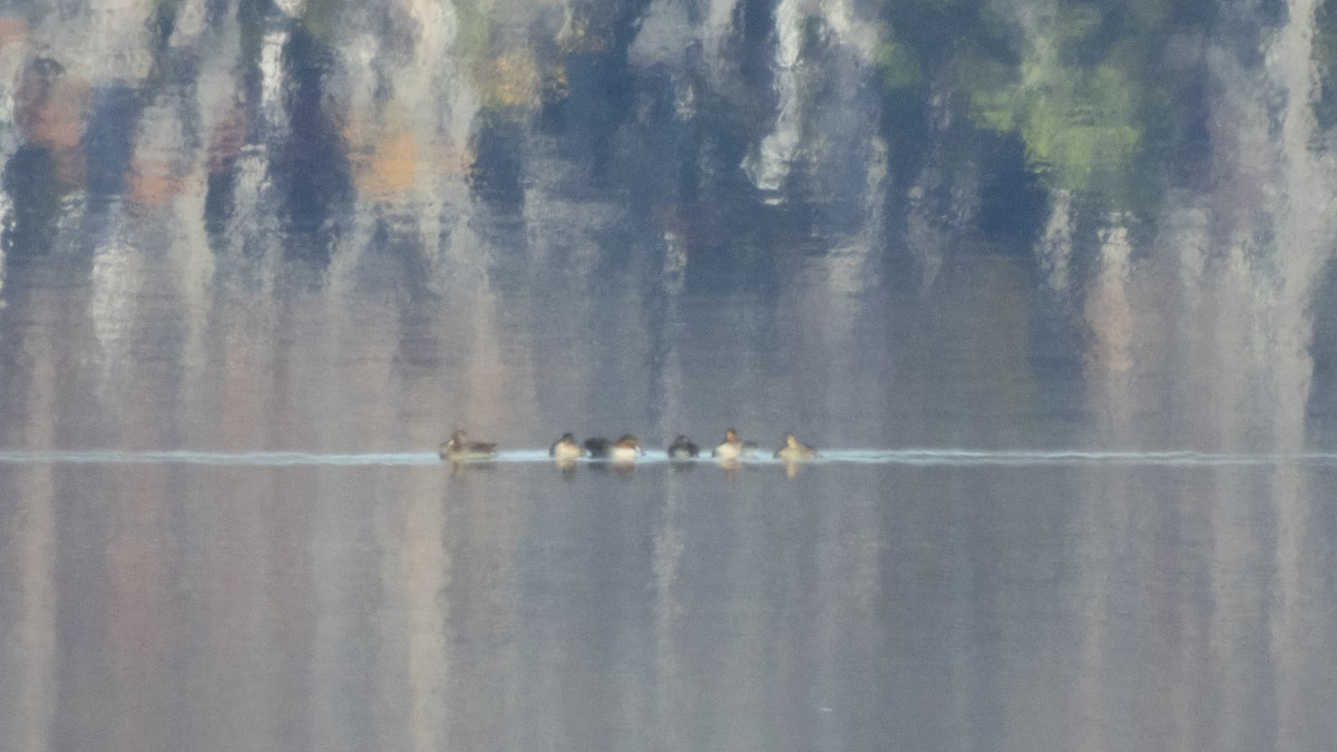 Green-winged Teal - ML645495080