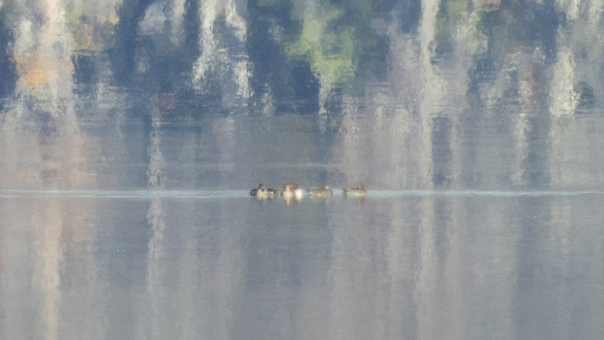 Green-winged Teal - ML645495081