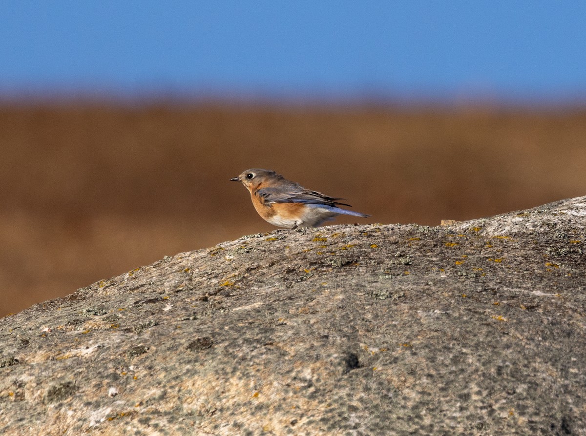 Eastern Bluebird - ML645495085