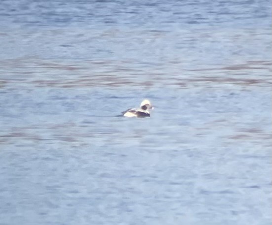 hoholka lední - ML645495086