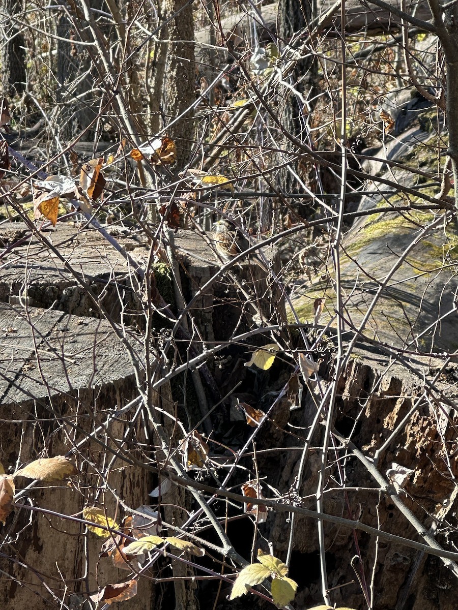 Bruant à gorge blanche - ML645495092