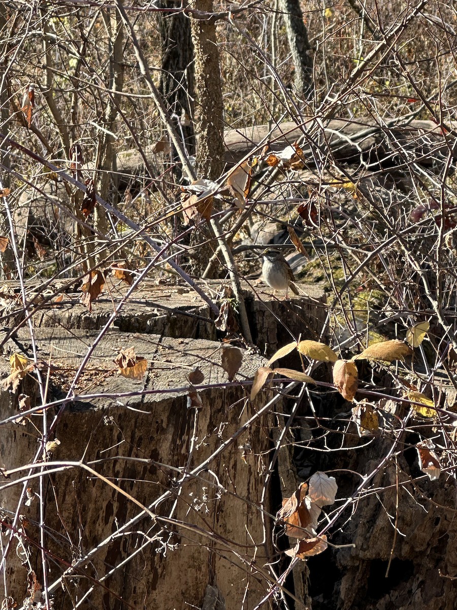 Bruant à gorge blanche - ML645495093