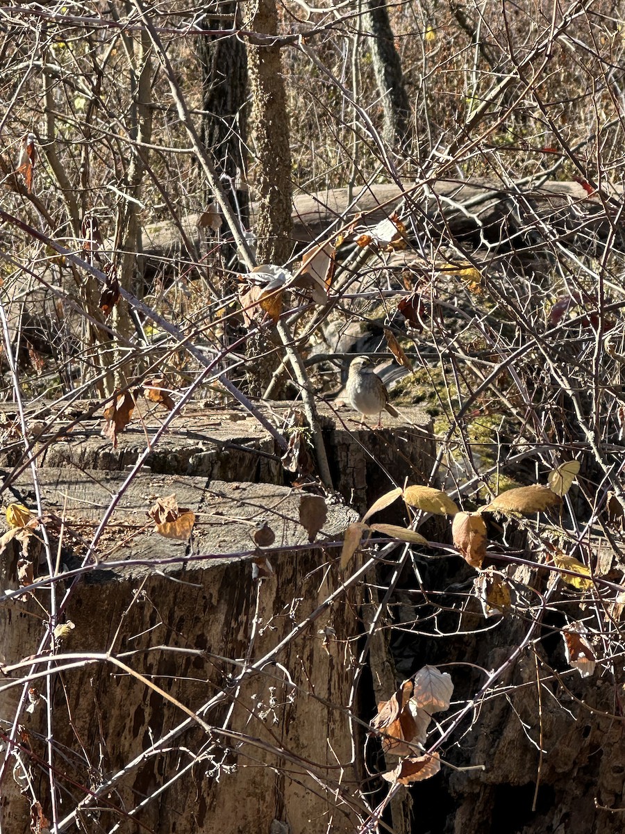 Bruant à gorge blanche - ML645495094