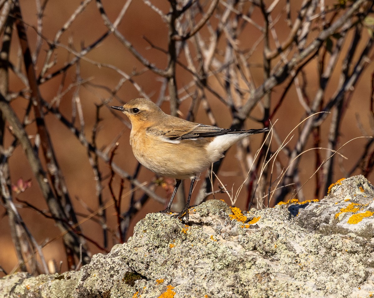 Culbianco - ML645495097
