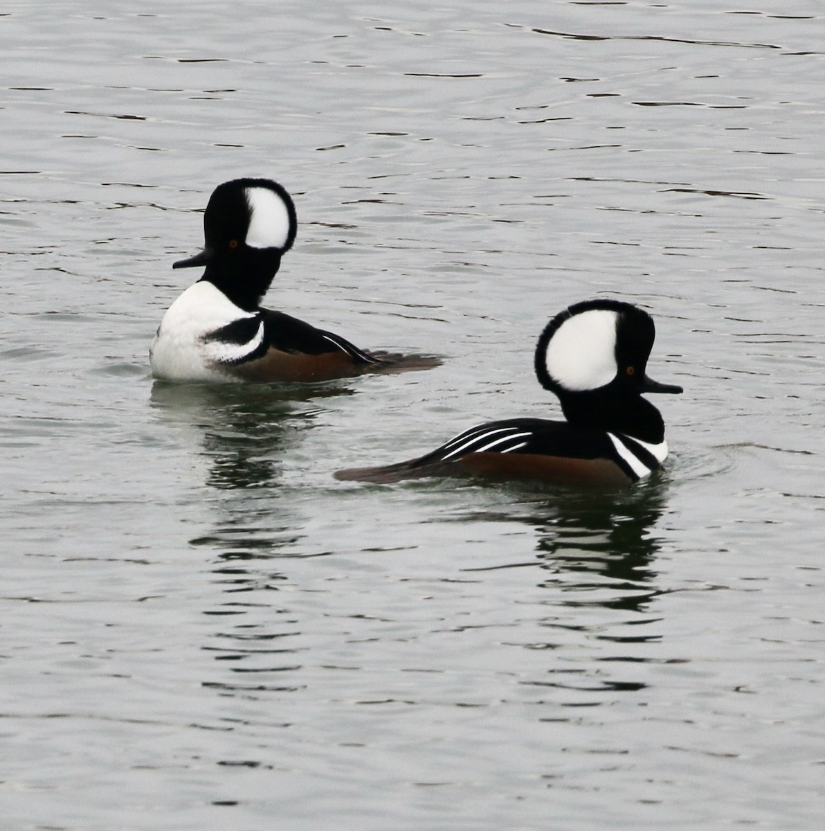 Hooded Merganser - ML645495098
