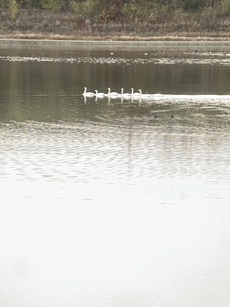 Cygne siffleur - ML645495107