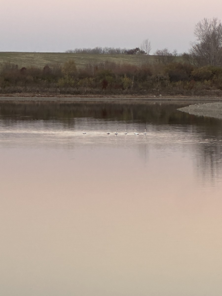 Cygne siffleur - ML645495108