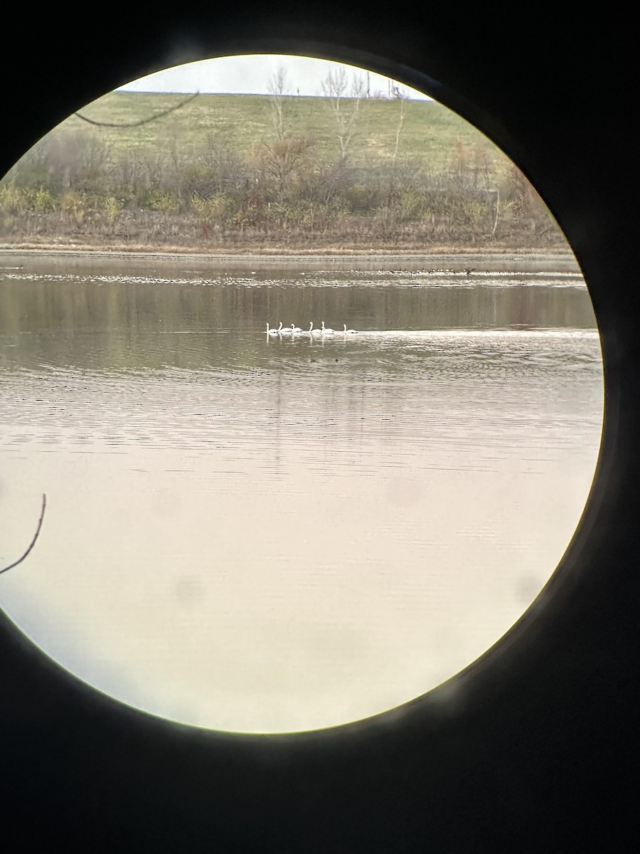 Cygne siffleur - ML645495109