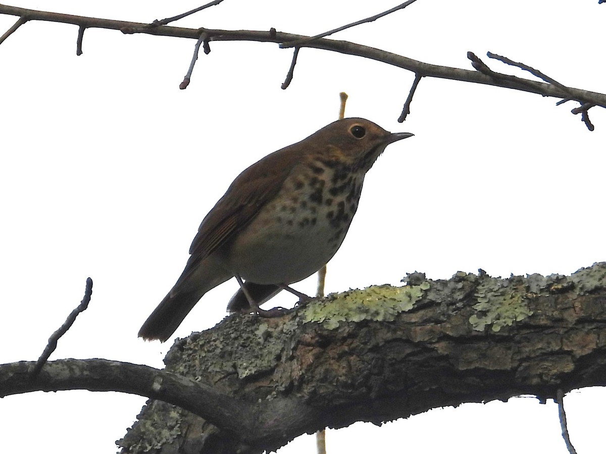 Hermit Thrush - ML645495110