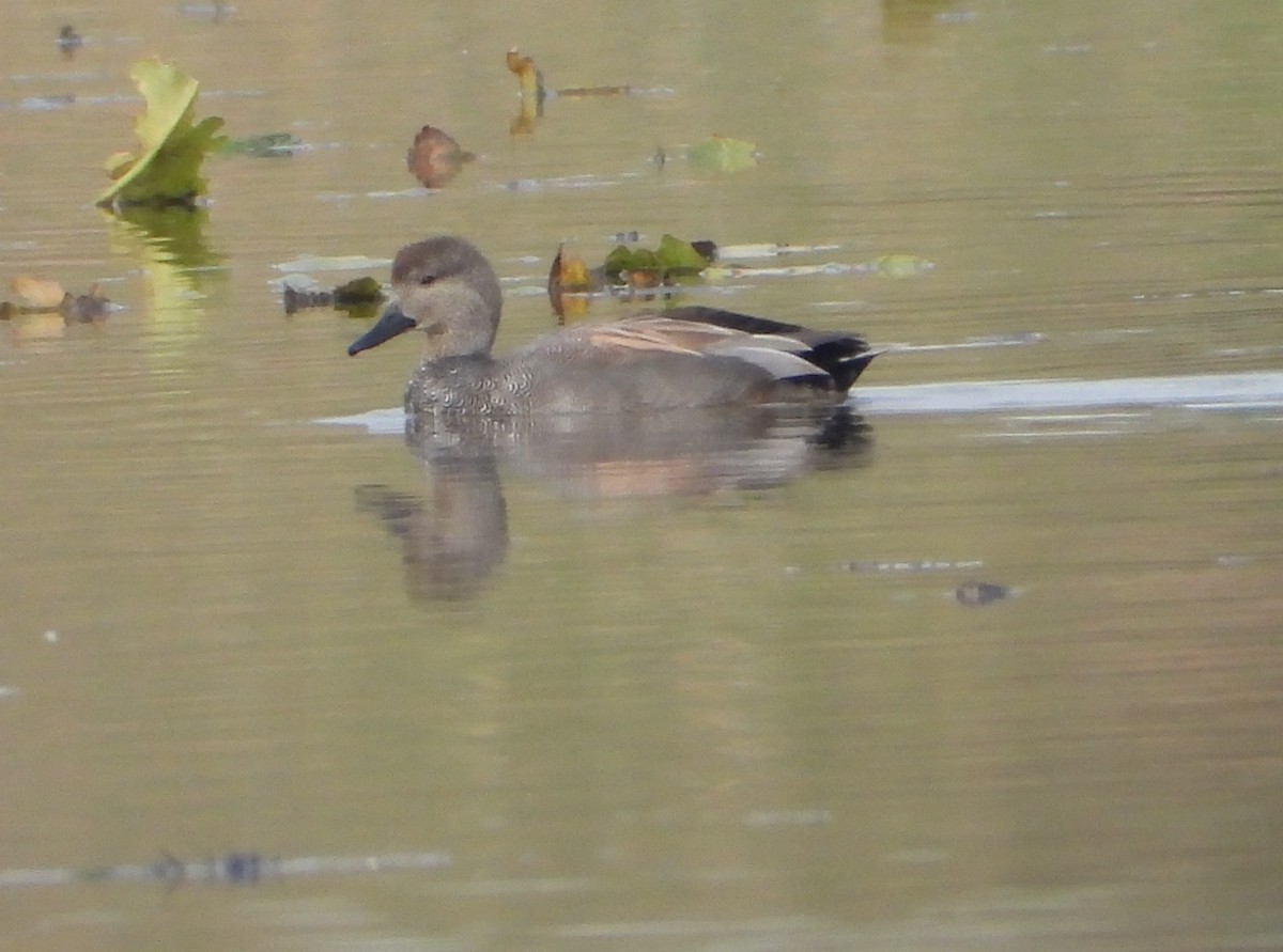 オカヨシガモ - ML645495111