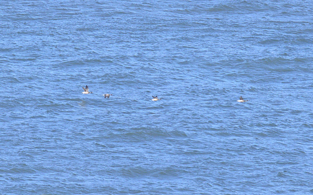 berneška tmavá - ML645495112