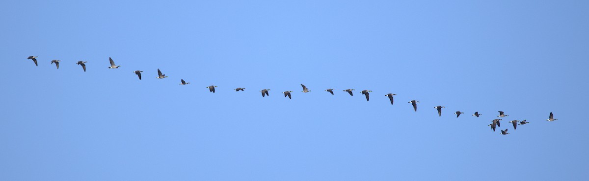 小加拿大雁 - ML645495114