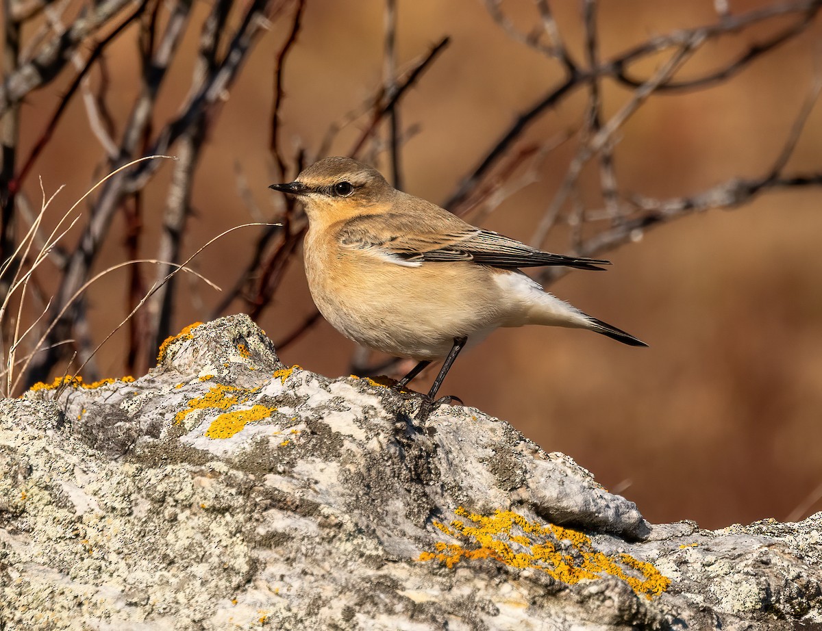 Culbianco - ML645495115