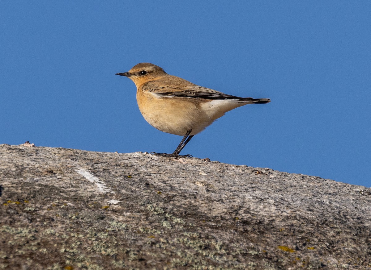 Culbianco - ML645495121