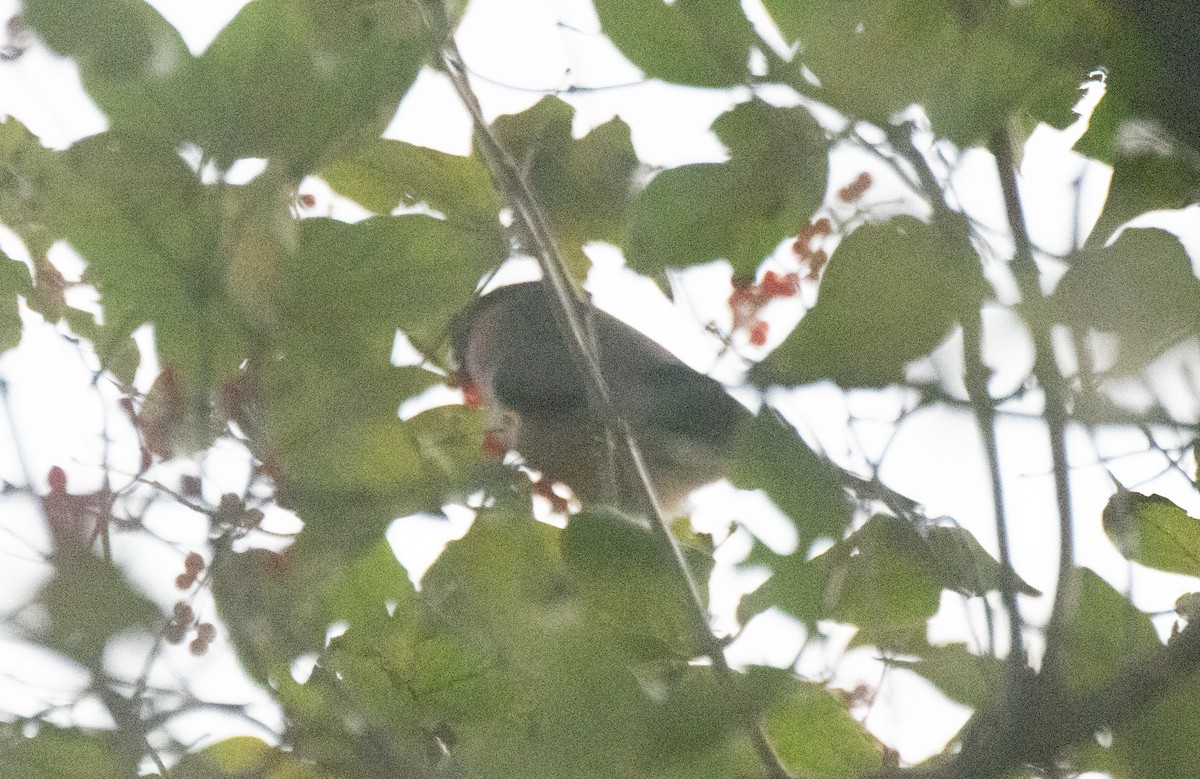 hýl obecný - ML645495125