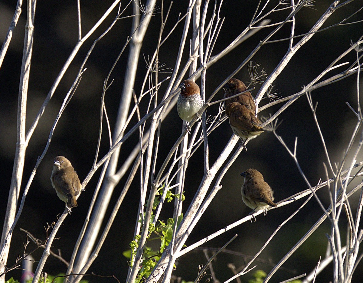 panenka muškátová - ML645495130