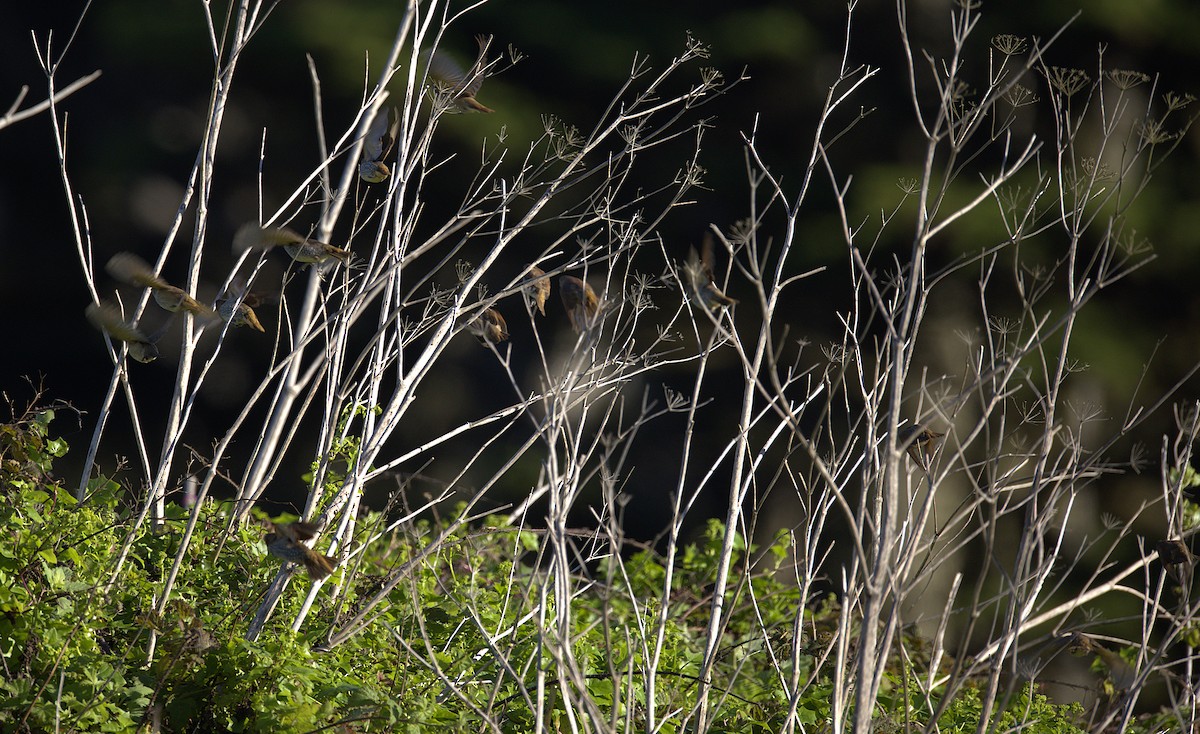 panenka muškátová - ML645495131