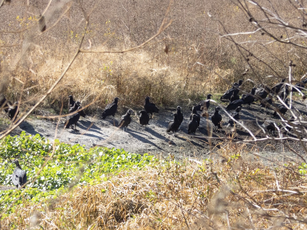 Black Vulture - ML645495132