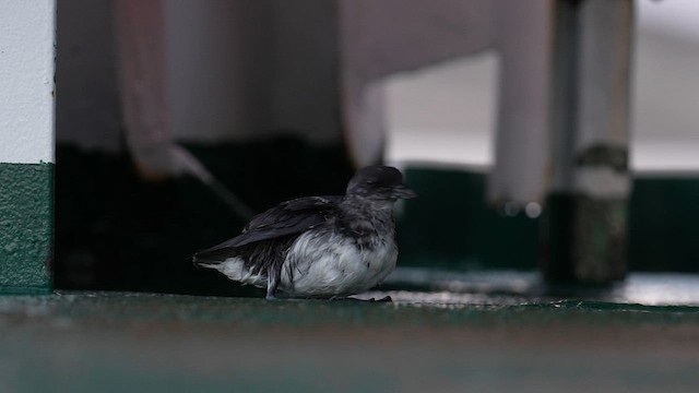 Dalıcı Fırtınakuşu - ML645495133