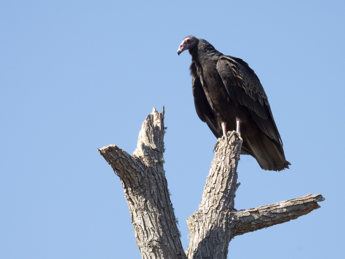 Turkey Vulture - ML645495135