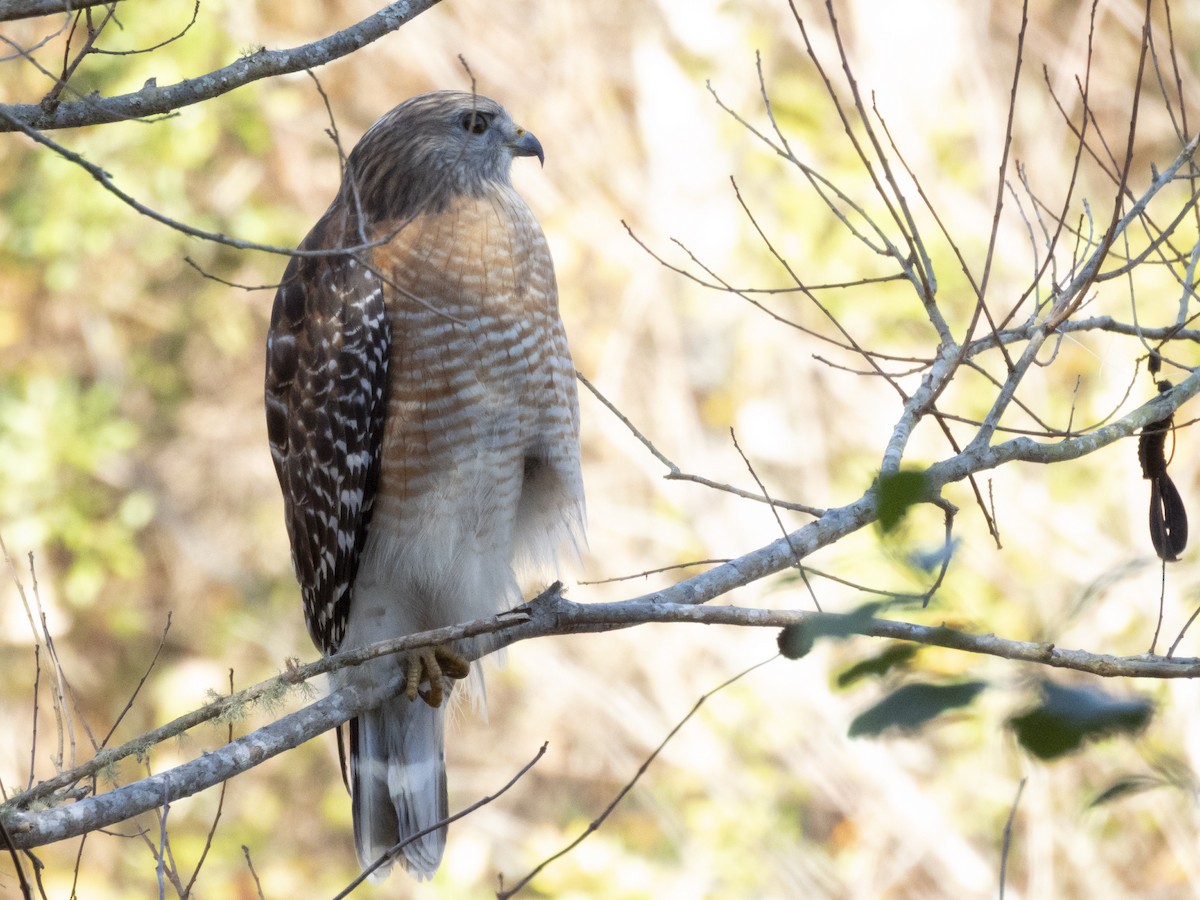 Red-shouldered Hawk - ML645495145