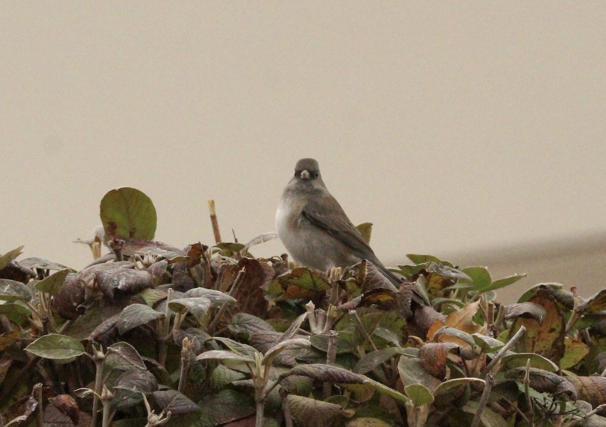 Dark-eyed Junco - ML645495146