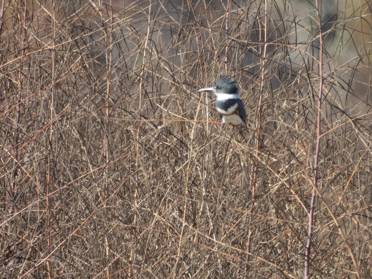 Belted Kingfisher - ML645495149