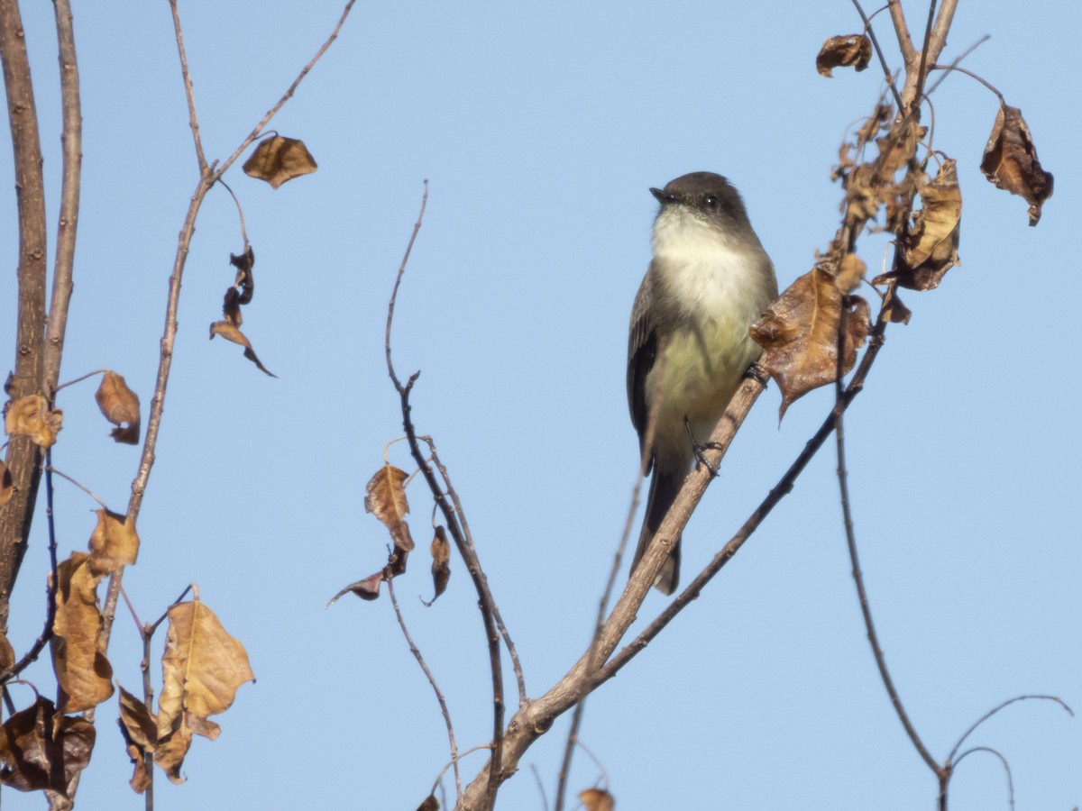 Eastern Phoebe - ML645495165