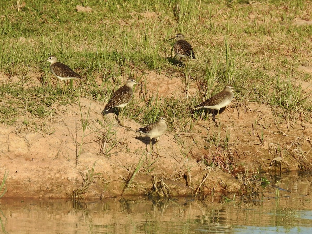 vodouš bahenní - ML645495173