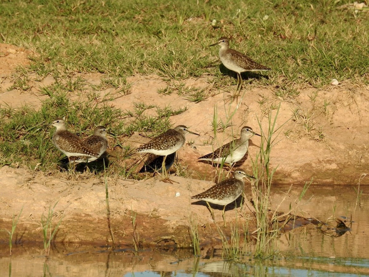 vodouš bahenní - ML645495174