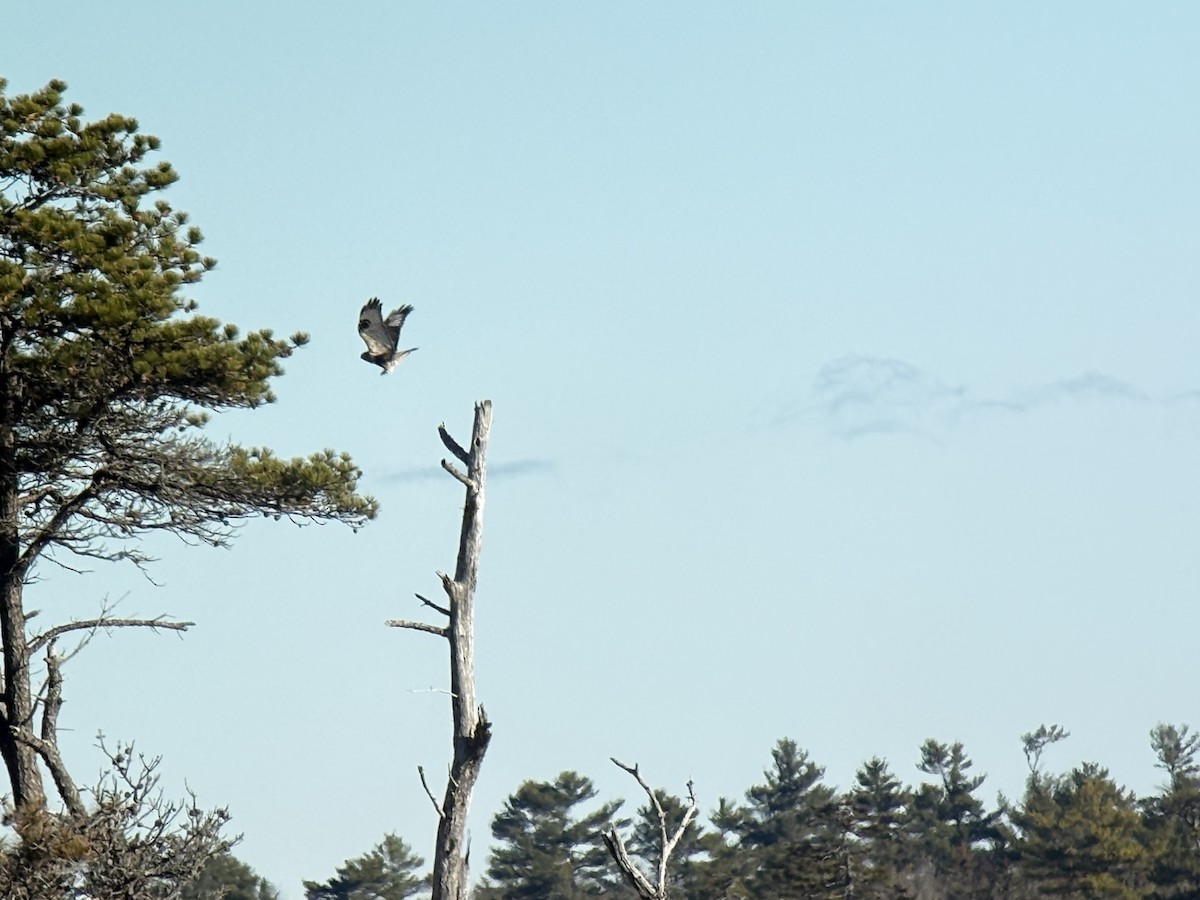Rough-legged Hawk - ML645495193
