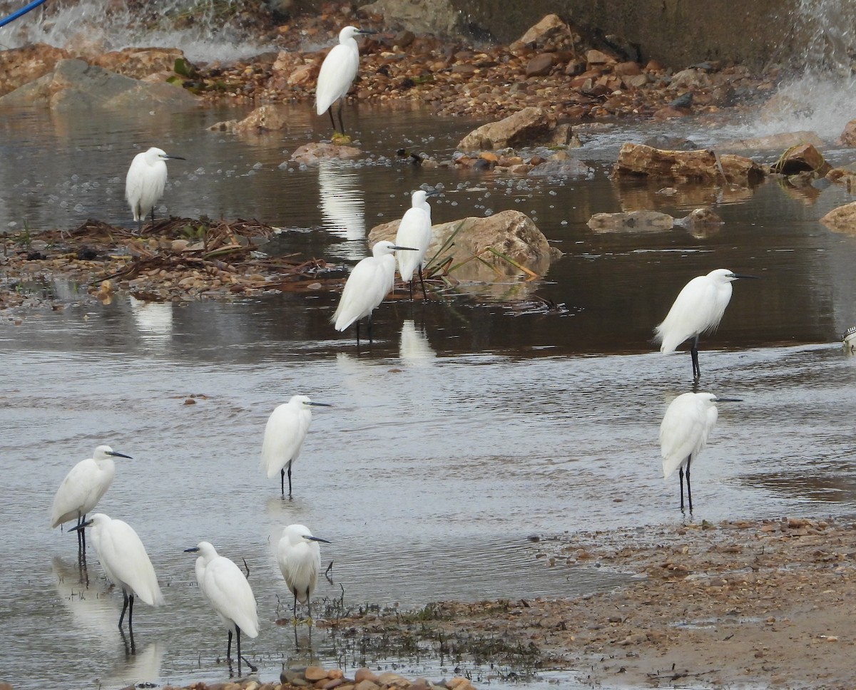 Little Egret - ML645495210