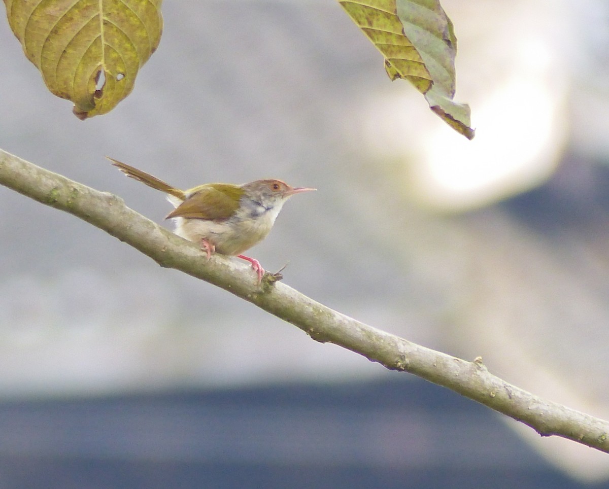 Common Tailorbird - ML645495211