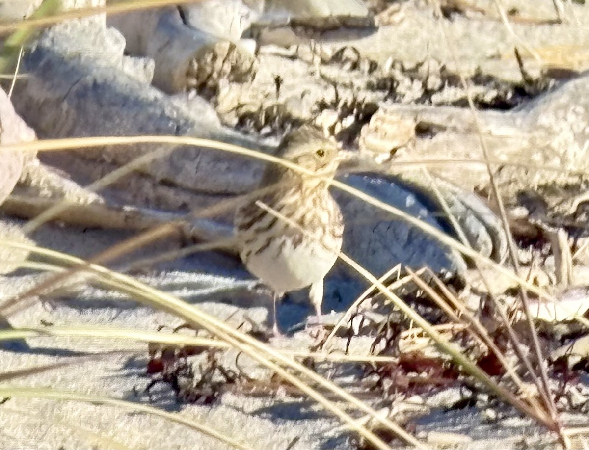 Savannah Sparrow (Ipswich) - ML645495223