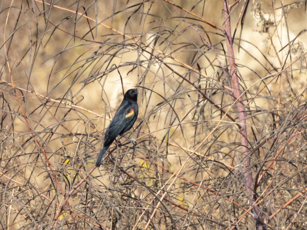 Red-winged Blackbird - ML645495229
